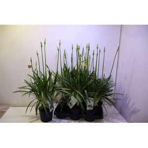 Agapa Amourette S White