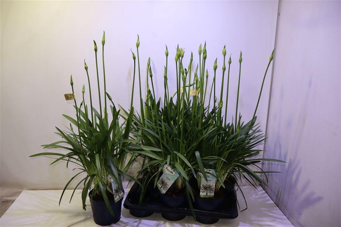 <h4>arr8 Agapa Amourette S White</h4>