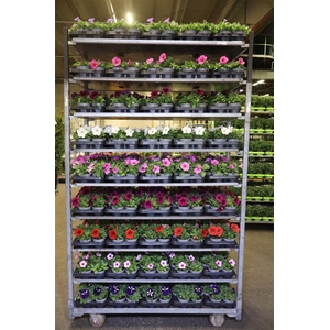 Pet Surf Mixk 1 Kleur Per Tray