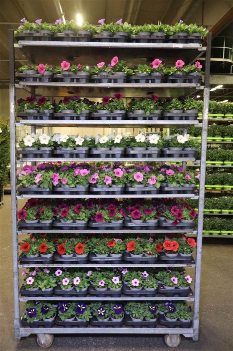 <h4>Pet Surf Mixk 1 Kleur Per Tray</h4>