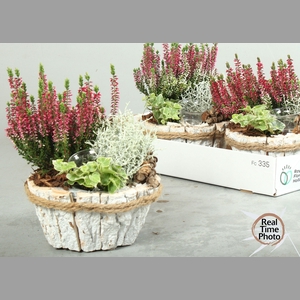 ARR TUINPLANTEN