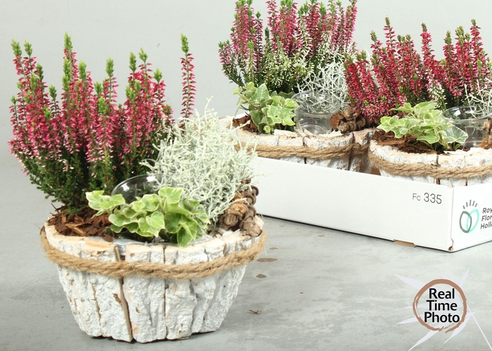 <h4>ARR TUINPLANTEN</h4>