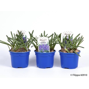 MUSCARI ARMENIACUM