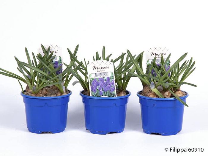 <h4>MUSCARI ARMENIACUM</h4>