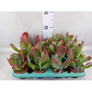 Kalanchoe NF   ...