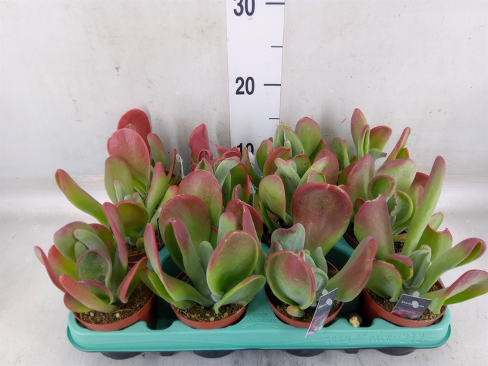 <h4>Kalanchoe NF   ...</h4>