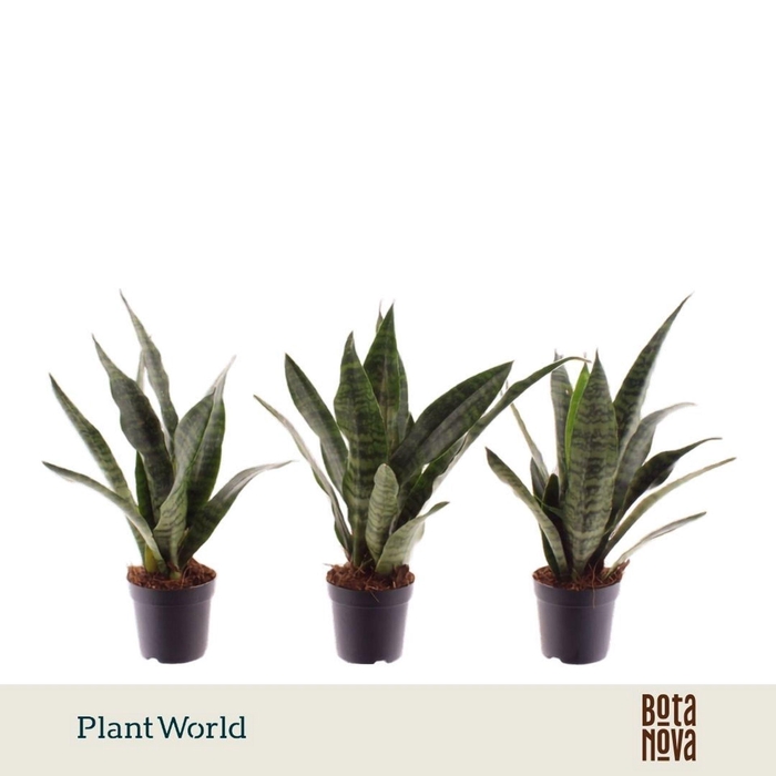 <h4>Sansevieria Black Coral</h4>