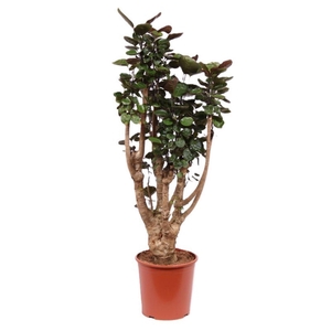 Polyscias Fabian