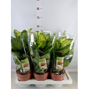 Dieffenbachia  'Compacta'