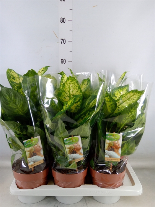 <h4>Dieffenbachia  'Compacta'</h4>