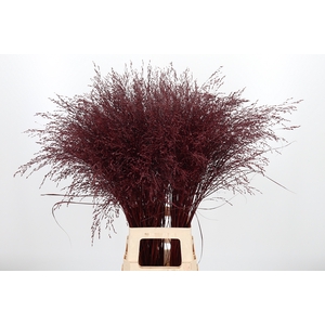 Panicum Kl Bh Bordeaux