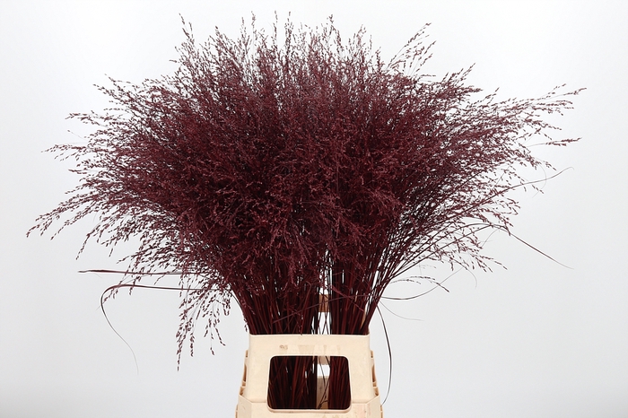 <h4>Panicum Kl Bh Bordeaux</h4>