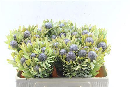 <h4>Kaaps Leucad Pubescens</h4>