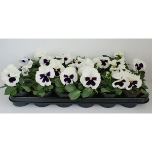 Viola F1 Wit Met Oog