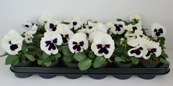 <h4>Viola F1 Wit Met Oog</h4>