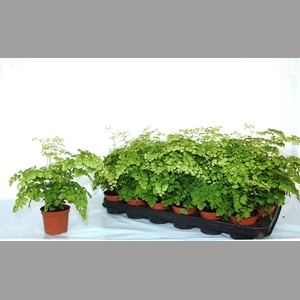 ADIAN RAD FRAGRANS