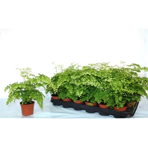 ADIAN RAD FRAGRANS