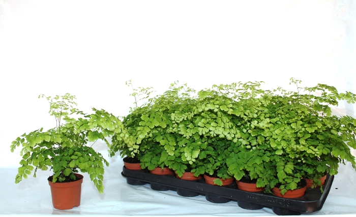 <h4>ADIAN RAD FRAGRANS</h4>