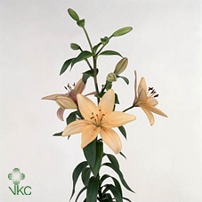 21877: Lovess arrangement