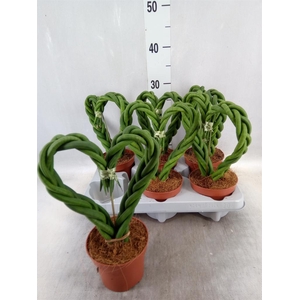 Sansevieria cyl.  ...