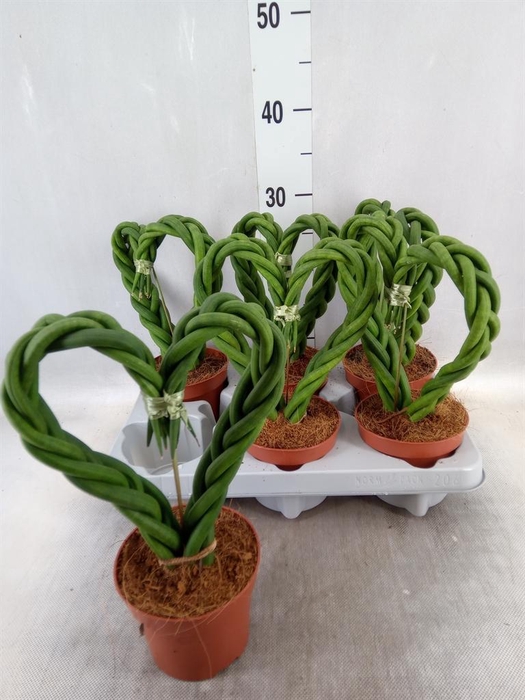 <h4>Sansevieria cyl. ...</h4>