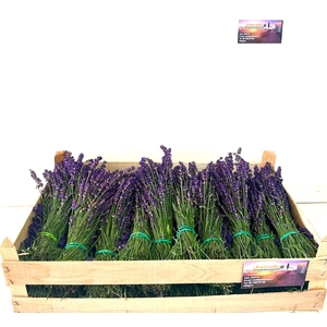 LAVANDULA ANGUST BOS