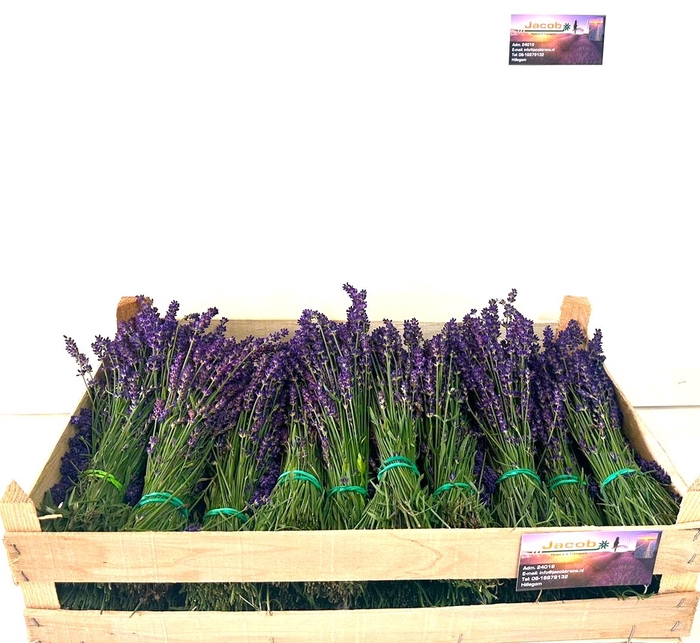 LAVANDULA ANGUST BOS