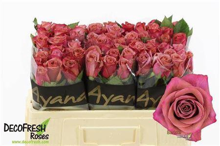 <h4>R Gr Barista</h4>