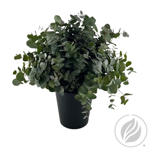 Euca Cinerea Per Steel 55cm