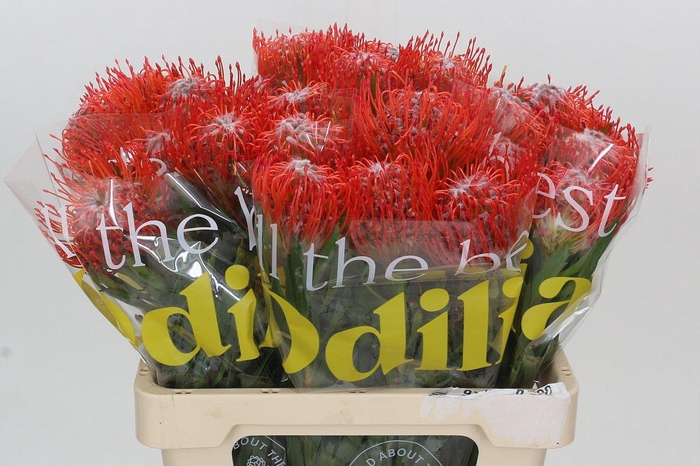 <h4>Nutans Tango</h4>