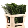 Monstera