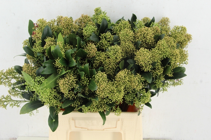 <h4>SKIM NATURE CHAMPAGNE PER BUNCH 10BL</h4>