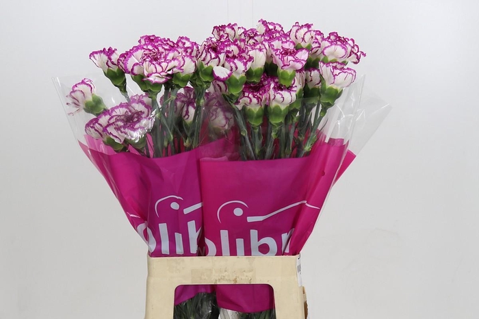 Dianthus St Damascus