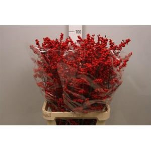 Ilex Ve Rode Bes (x3)