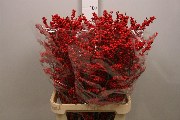 <h4>Ilex Ve Rode Bes (x3)</h4>