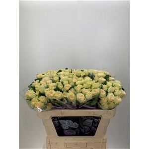 R Tr Summerrose -in box