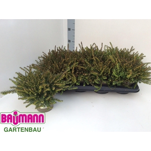 ERIC DA KRAMERS ROTE