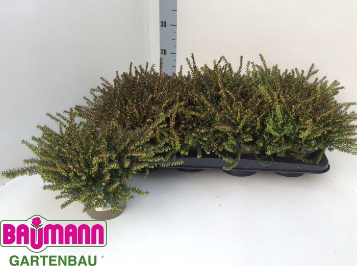 <h4>ERIC DA KRAMERS ROTE</h4>