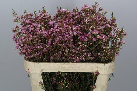 <h4>Chame Adi 80cm</h4>