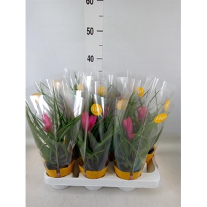 Tillandsia cyanea 'Josee'