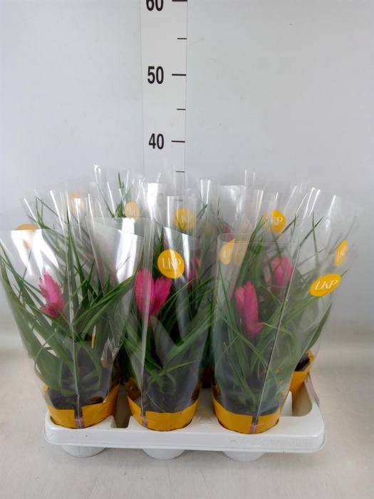 <h4>Tillandsia cyanea 'Josee'</h4>