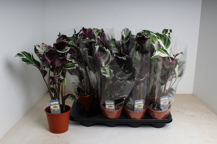 <h4>CALAT FUSION WHITE</h4>