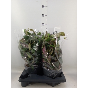 Aeschynanthus marmoratus
