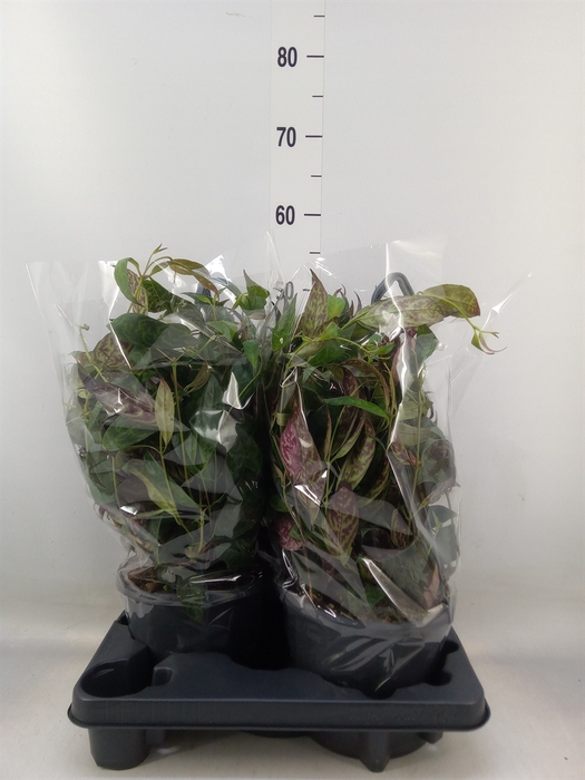 <h4>Aeschynanthus marmoratus</h4>