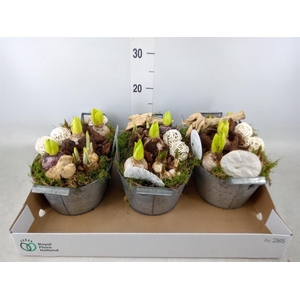 Arr.   Bol/Knolgewas L%