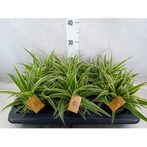 Chlorophytum com. 'Ocean'