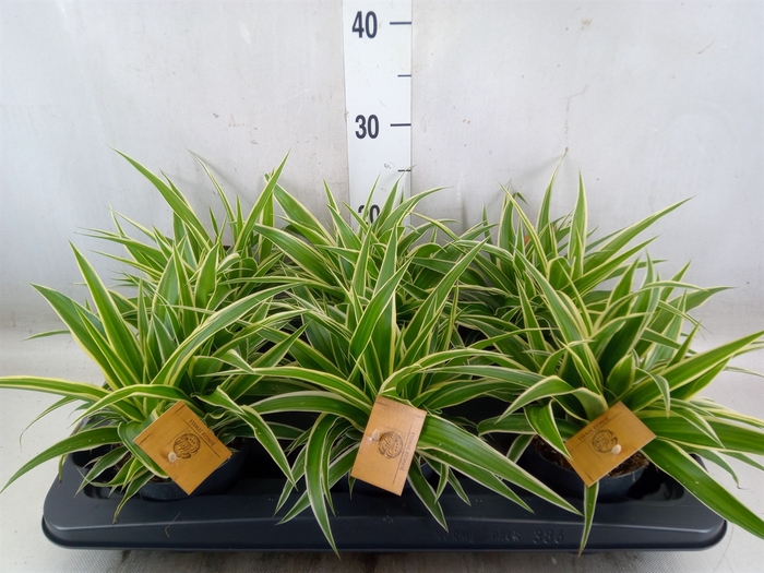 <h4>Chlorophytum com. 'Ocean'</h4>