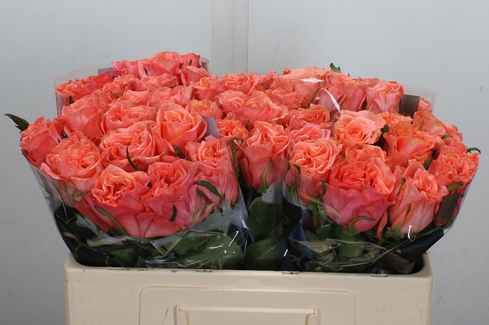 <h4>R Gr Blushing Reeva</h4>