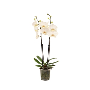 Phal Lumion 2T16+