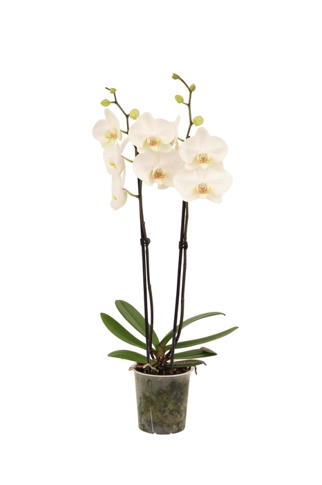 <h4>Phal Lumion 2T16+</h4>